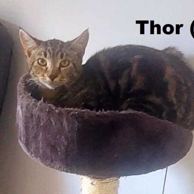 Photo of Thor