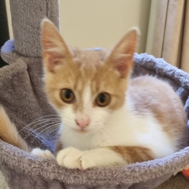 Photo of Daphne