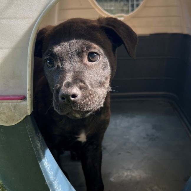 Photo of D1129 Bubbles