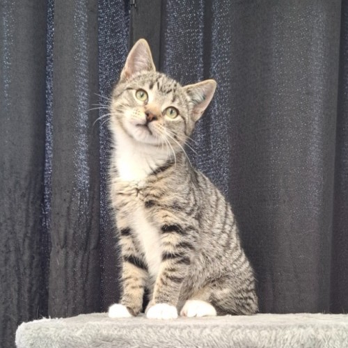 Trevor - Domestic Short Hair (DSH) Cat