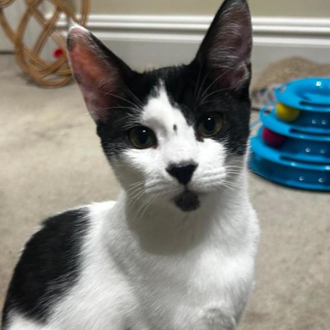 Photo of Sweetie