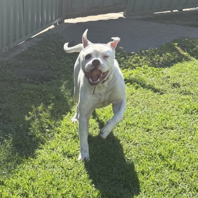 Photo of Jax