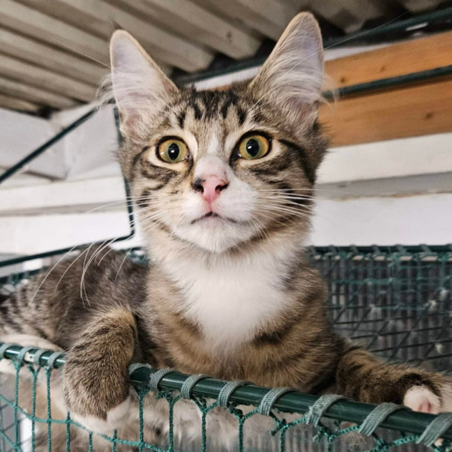 Photo of Benny ** 2nd Chance Cat Rescue **