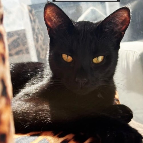 Jonah - Domestic Short Hair (DSH) Cat