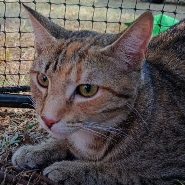 Photo of Mitsuri