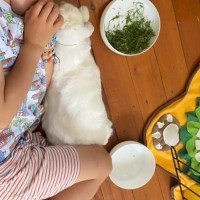 Photo of Kottbulle (W Pollywaffle)