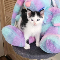 Photo of 🐭 Mickey 🐭