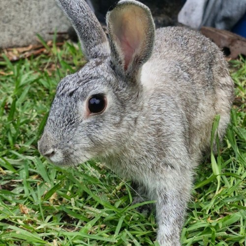 Mouse Foreman - Netherland Dwarf Rabbit