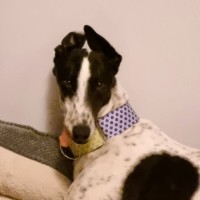 Photo of Maxie, The Greyhound