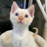 Photo of Phoenix