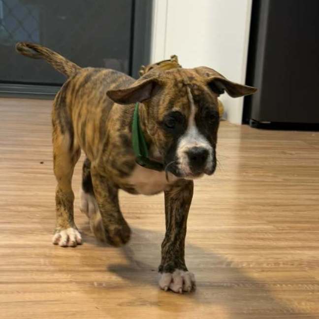 Photo of Tigger