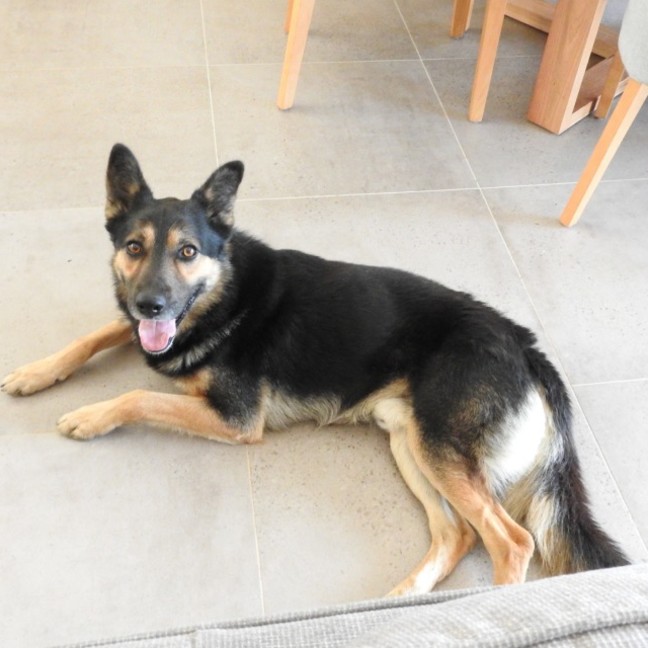 Photo of Buddy