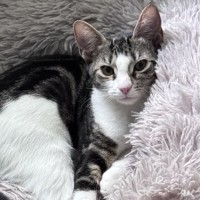 Photo of Bella