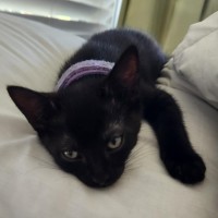 Photo of Donatello