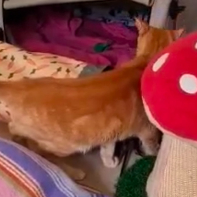 Photo of Red