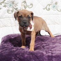 Photo of Gidget