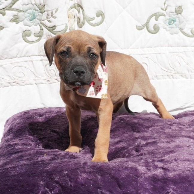 Photo of Gidget