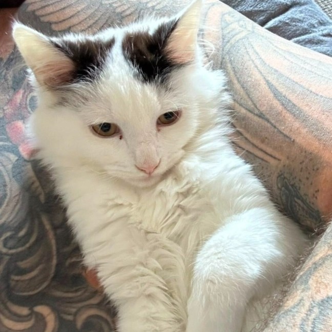 Photo of Scout