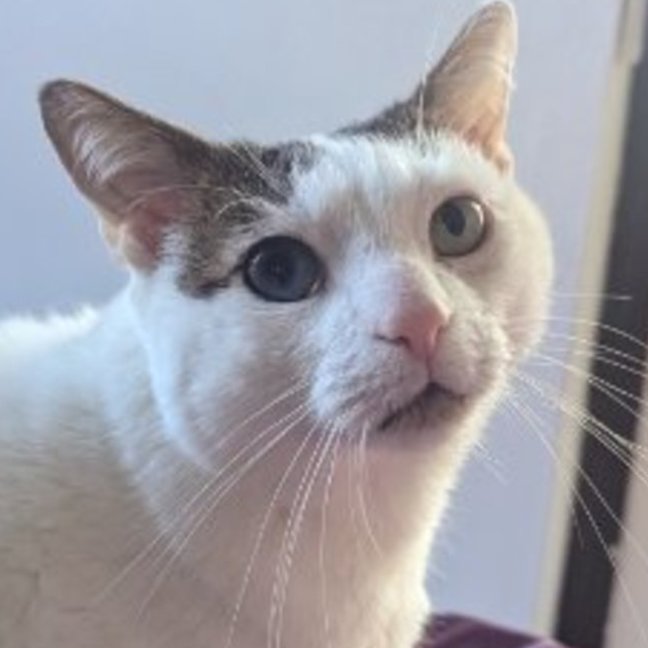 Photo of David Bowie 