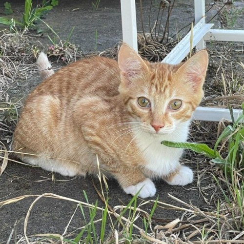 Pip - Domestic Short Hair (DSH) Cat