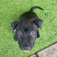 Photo of D1100 Humphrey