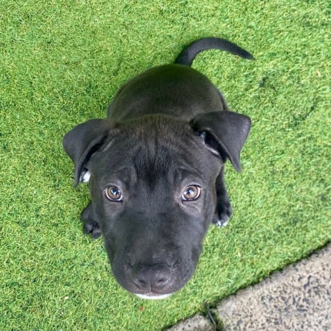 Photo of D1100 Humphrey