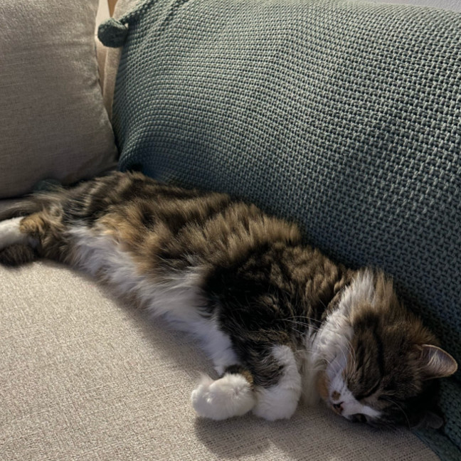 Photo of Neeko & Mira 💙🌷