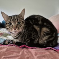 Photo of Abbey **2nd Chance Cat Rescue**