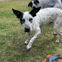 Photo of Casper (Bessie's Puppy)