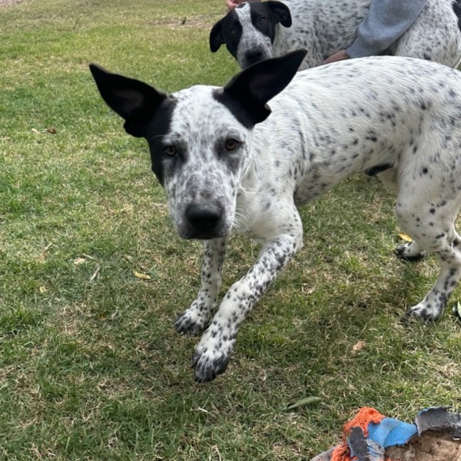 Photo of Casper (Bessie's Puppy)