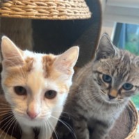 Photo of Brown Bear Meet Me@Petstock Carrum Downs Store