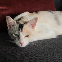 Photo of Apricot   Located In Brunswick East