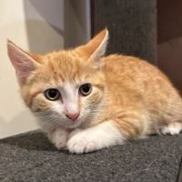 Photo of Crookshanks