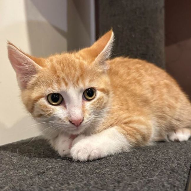 Photo of Crookshanks