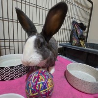 Photo of Masiy (Located In Wantirna South)