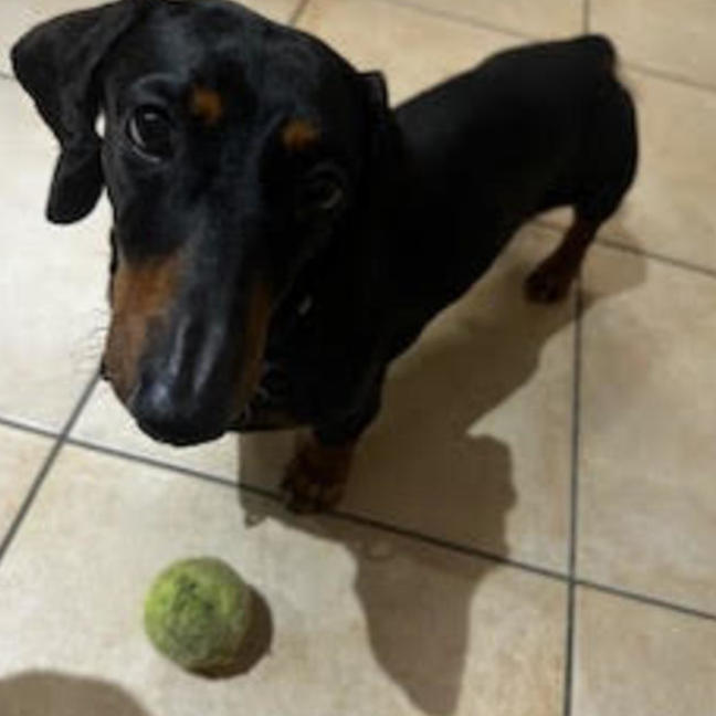 Photo of Mr Weenie