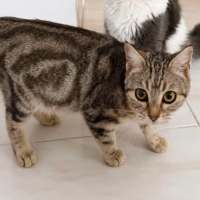 Photo of Savannah