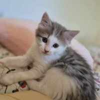 Photo of Lila**2nd Chance Cat Rescue**