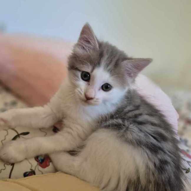 Photo of Lila**2nd Chance Cat Rescue**