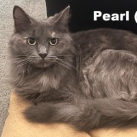 Photo of Pearl