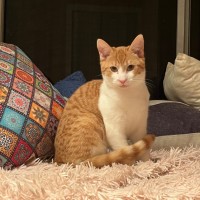 Photo of Lentil 
