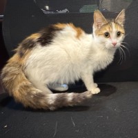 Photo of Tigger