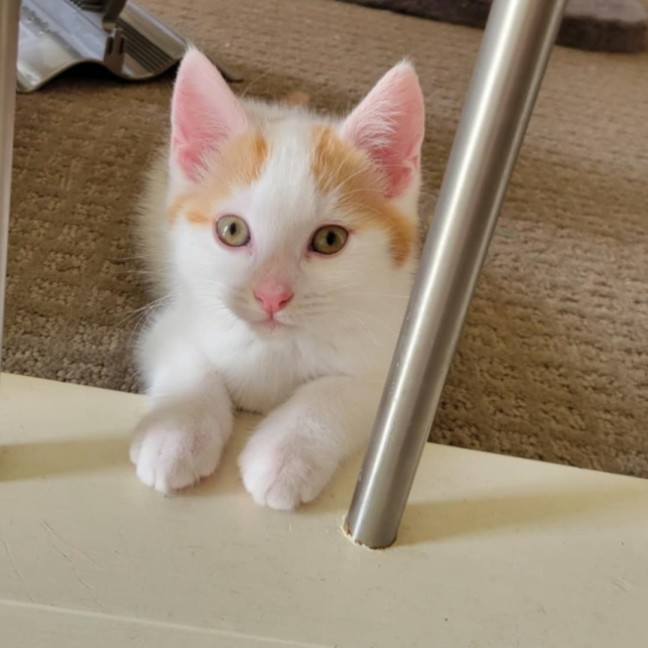 Photo of Flynn   Located In Deer Park