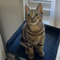 Photo of Cookie