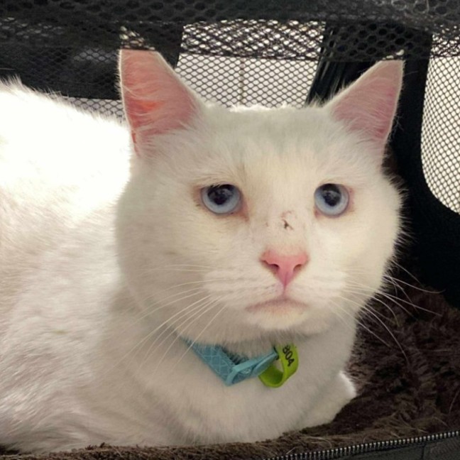 Photo of 🩵🤍Indiana Jones🤍🩵