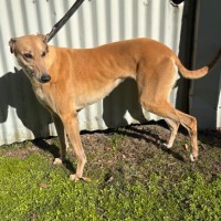 Photo of Sandy Girl 