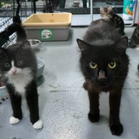 Photo of Yuto ** 2nd Chance Cat Rescue **