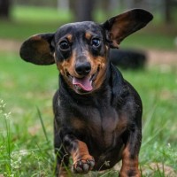 Photo of Nala