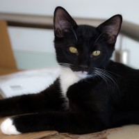 Photo of Zorro