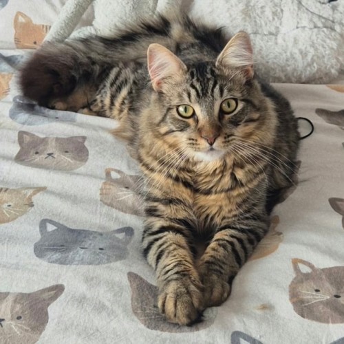 Maui  - Domestic Medium Hair (DMH) Cat